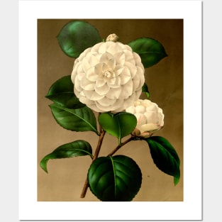 White flower on a brown background. Posters and Art